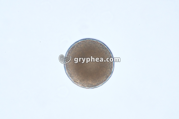 Moule (Mytilus edulis) - Cellule-oeuf x70 - gryphea.com